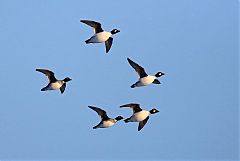 Common Goldeneye