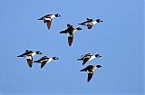 Common Goldeneye