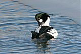 Common Goldeneye