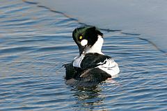 Common Goldeneye