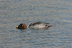 Common Goldeneye