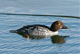 Common Goldeneye