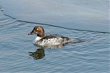 Common Goldeneye