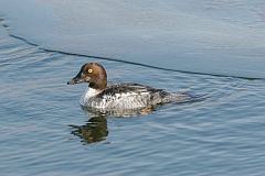 Common Goldeneye