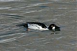 Common Goldeneye