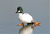 Common Goldeneye