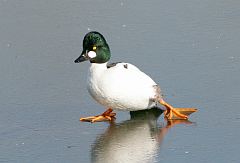 Common Goldeneye