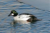 Common Goldeneye