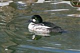 Common Goldeneye