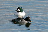 Common Goldeneye