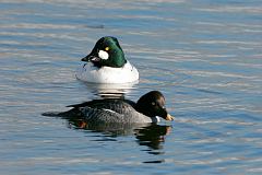 Common Goldeneye