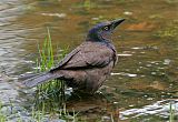 Common Grackleborder=