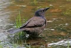 Common Grackle