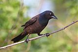 Common Grackleborder=