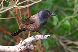 Common Grackleborder=