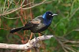 Common Grackleborder=