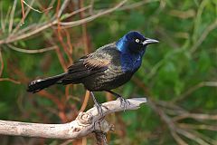 Common Grackle