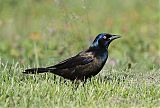 Common Grackle