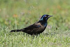 Common Grackle