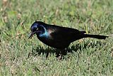 Common Grackle