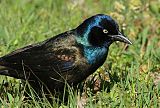 Common Grackleborder=