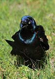 Common Grackleborder=