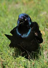 Common Grackle