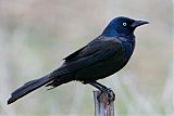 Common Grackleborder=