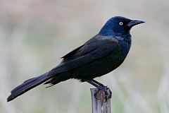 Common Grackle