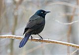 Common Grackleborder=