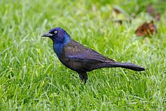 Common Grackle