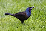 Common Grackle