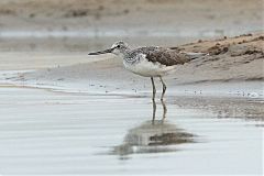 Common Greenshank