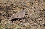 Common Ground Dove