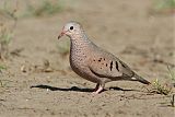 Common Ground Dove