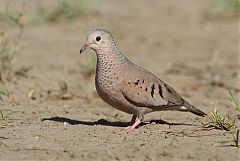 Common Ground Dove