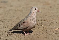 Common Ground Dove