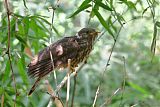 Common Hawk-Cuckooborder=