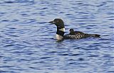 Common Loon