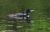 Common Loon