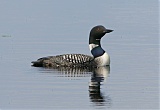 Common Loonborder=