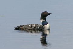 Common Loon