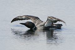 Common Loon