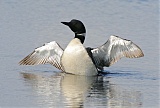 Common Loon