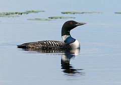 Common Loon