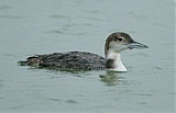 Common Loon