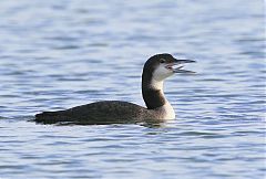 Common Loon