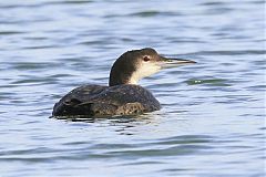 Common Loon