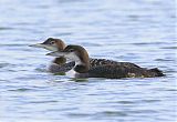 Common Loon