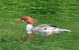 Common Merganser